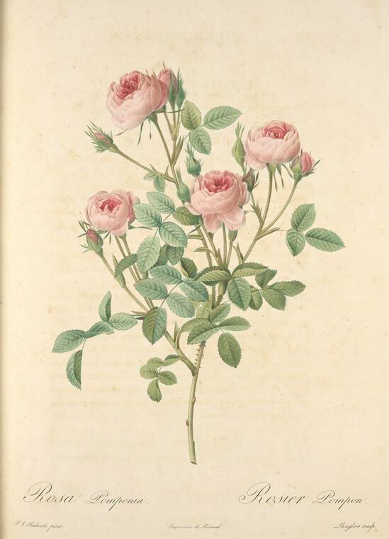 024 Rosa Pomponia