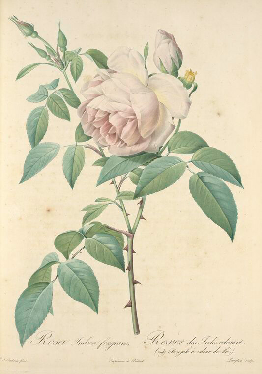 022 Rosa Indica Fragrans