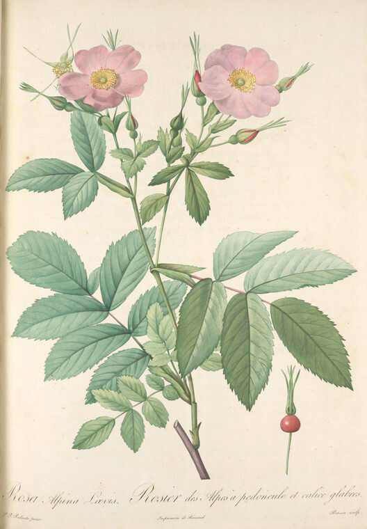 021 Rosa Alpina Laevis