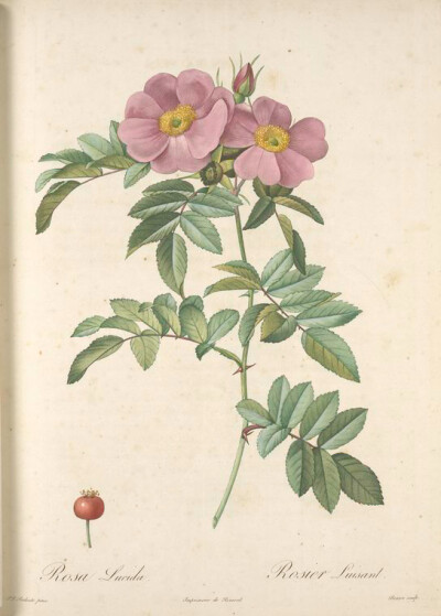 014 Rosa Lucida