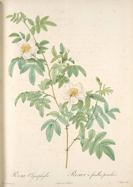 013 Rosa Clynophylla