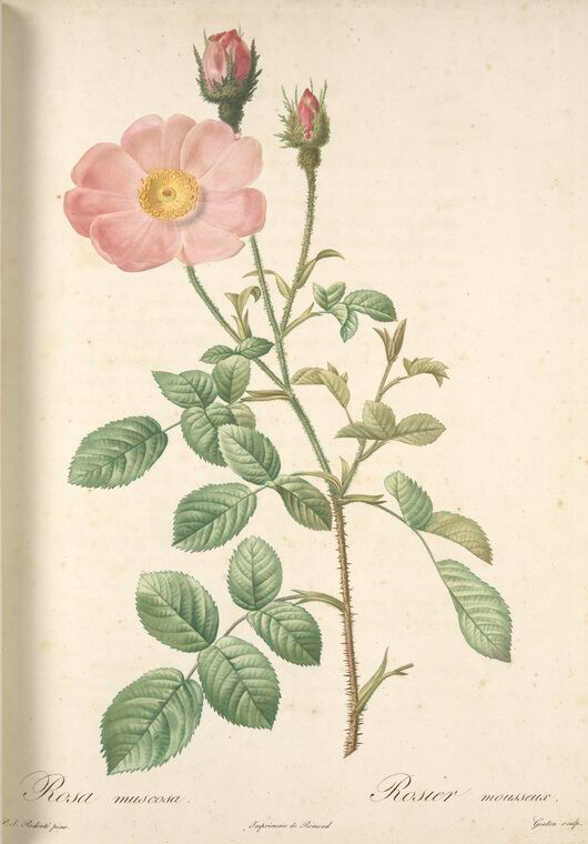 011 Rosa Muscosa