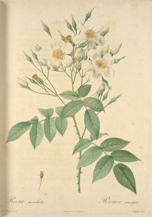 008 Rosa Moschata