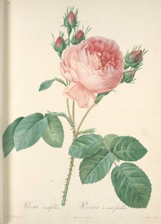 004 Rosa Centifolia