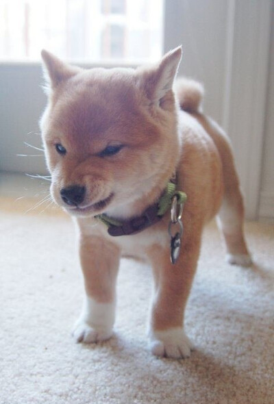 Angry Dog Is Angry