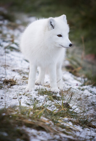 arctic fox