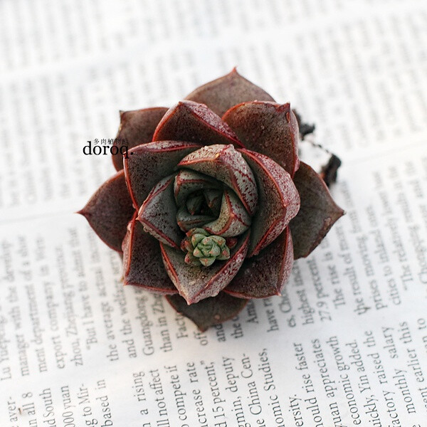 Echeveria purpsorum 【大和锦】景天科拟石莲花属，龙骨一般的三角形叶片，分布着美丽的红褐色斑纹。在阳光充足的条件下，叶片紧凑厚实。红色的花纹也更加明显。春秋天的生长季节，土干透后浇透水 。夏季避免阳光直射，需要适当遮阴，减少浇水。冬季在室内向阳处养护。