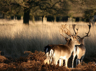 伦敦西南部：里士满公园（ Richmond Park）