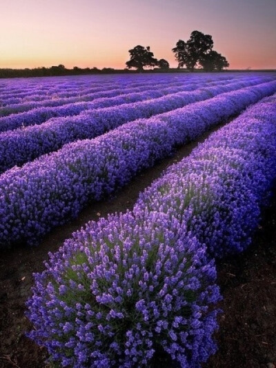 法国普罗旺斯，薰衣草花海