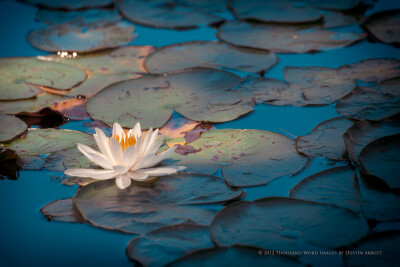 Photograph My Time to Shine by Dustin Abbott on 500px