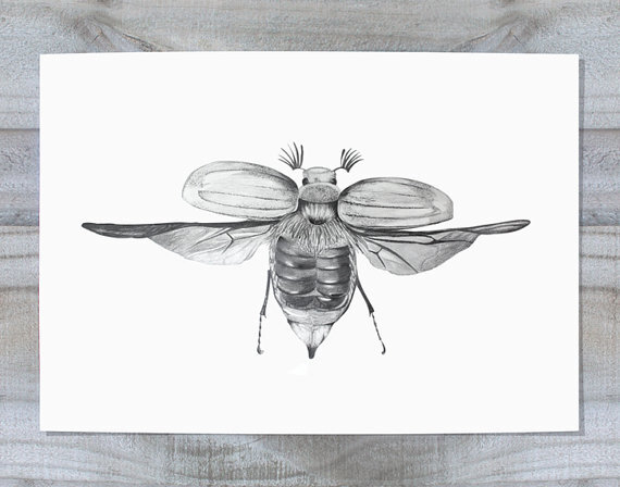 A4 Print of original pencil drawing - beetle in full flight mode