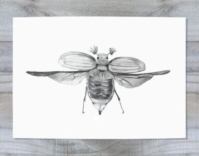 A4 Print of original pencil drawing - beetle in full flight mode