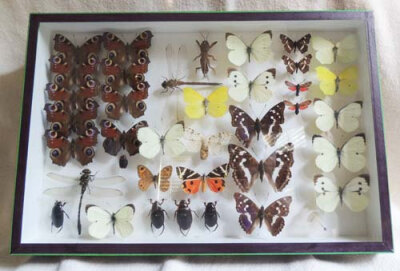 Vintage French Butterfly Dragonfly Beetle Insect Collection