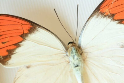 Great Orange Tip Real Framed Butterfly