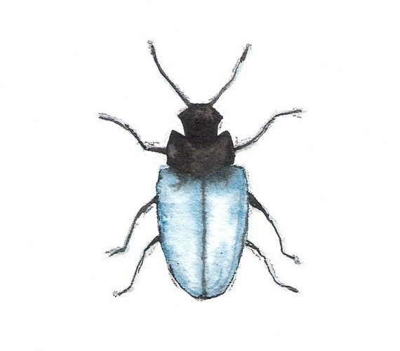 Blue Beetle- archival print of watercolor painting