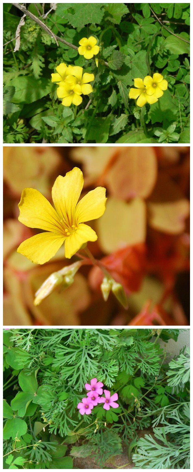 #园艺小tips#酢浆草属（Oxalis）酢浆草属是一年生或多年生植物。叶子分成3-10个圆形、心形或尖枪形的小叶，小叶成螺旋形排列，大小一致。大部份的物种都有三块小叶。四叶酢浆草因有四块小叶，故常被误认为是四叶的三叶草。上次小美发的那个是醡浆草属的双色醡浆草。