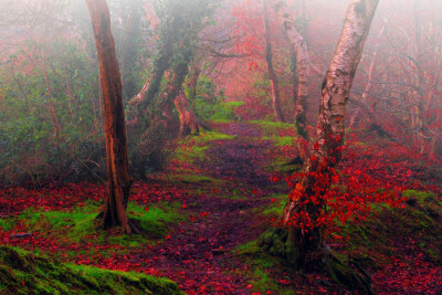 Photograph A Walk in the Woods by josephine richards on 500px