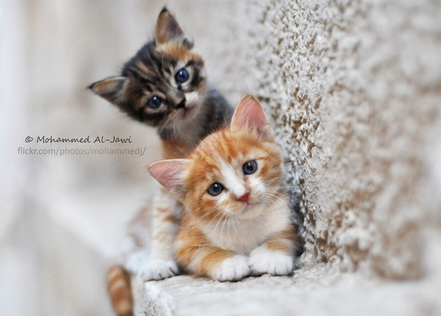 Photograph Two cats by Mohammed Al-Jawi on 500px