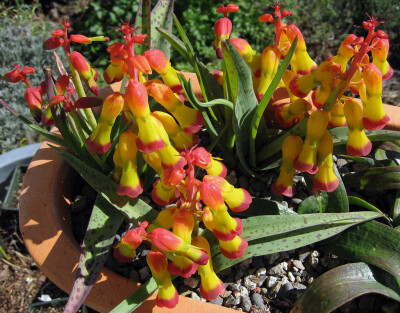 Lachenalia aloides var.quadricolor。三色立金花。