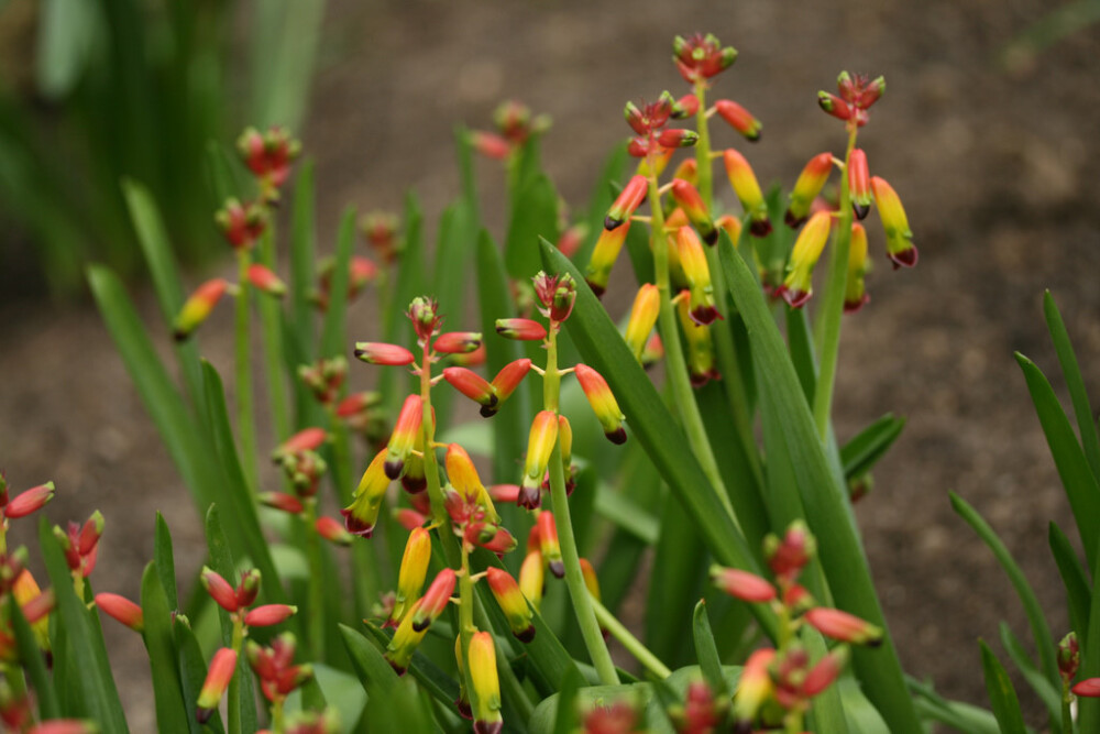 Lachenalia aloides var.quadricolor。三色立金花。