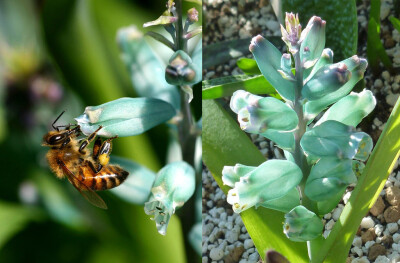 Lachenalia viridiflora。绿松石立金花。