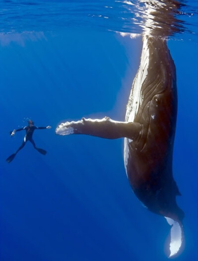 被渔网缠着的座头鲸获救后与潜水员逐一握手道谢，场面非常有爱！