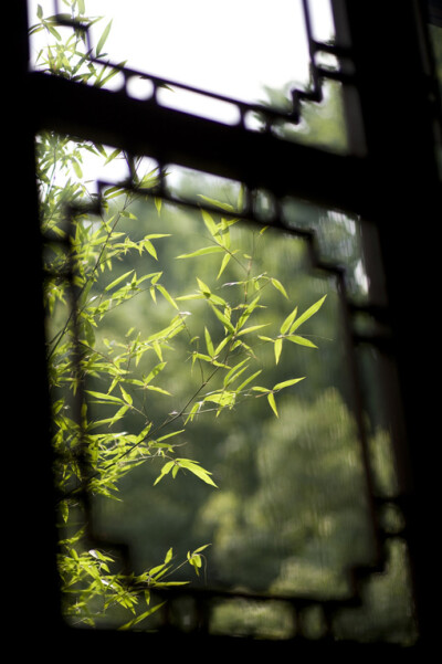 午醉醒时，松窗竹户，万千潇洒。野鸟飞来，又是一般闲暇。——宋.辛弃疾《丑奴儿近》