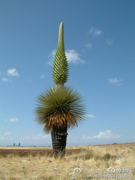 皇后凤梨 Puya raimondii Harms, 从种子到开花需要40+年，花序可以达10米，这个属还有的需要100年才开花，开完就挂了