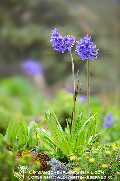 黄粉大叶报春，报春花科，报春花属，Primula macrophylla var. atra。