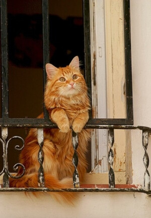 every cat should have a balcony