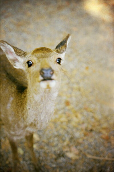 deer