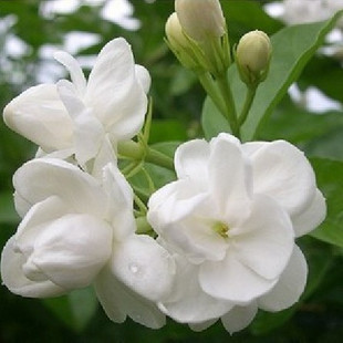 茉莉花苗盆栽室内花卉 净化空气