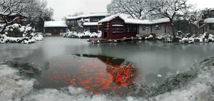 冰雪红鲤