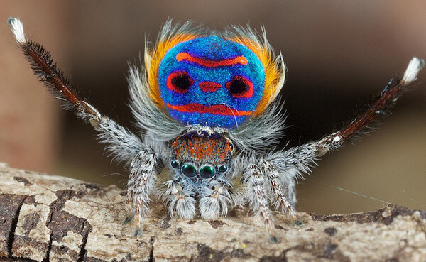 孔雀蜘蛛（Peacock Spider 学名 Maratus volans）是跳蛛科Maratus属的其中一员，只生长于澳大利亚新南威尔士州和昆士兰州