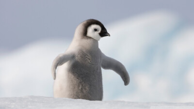 在南极上的一只卖萌小企鹅～