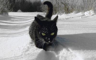 放在雪堆里很明显咧，喵喵