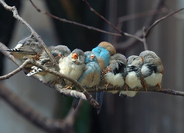 @视觉志：一张名为《Siesta》（午睡）的照片，摄影：Istvan Lichner