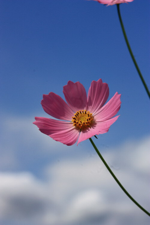 花里逢君醉一回