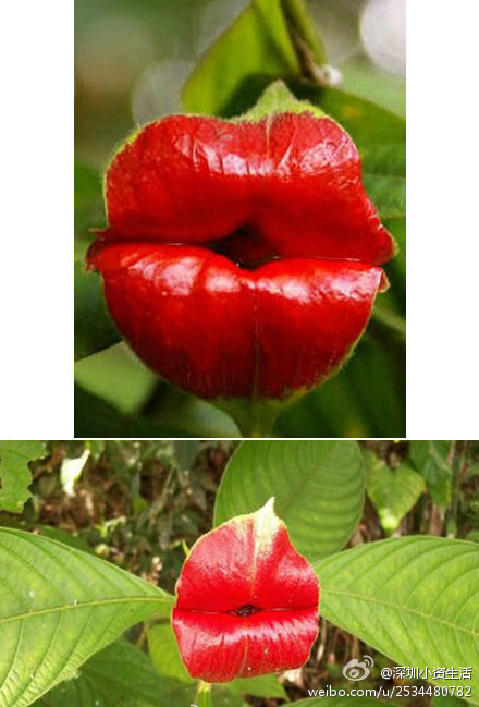 【来~亲一个~】这种植物的学名叫“Psychotria Elata”，也叫“嘴唇花”（Flower of Lips）。这种颜色鲜红的花朵不用抛“飞吻”就能吸引来蜂鸟和蝴蝶等传粉昆虫。这种植物可以在美国的哥斯达黎加以及哥伦比亚等森林地区找到。