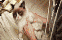 笑一个，笑一个啦！” “笑！泥！煤！老纸不高兴，要说多少遍！