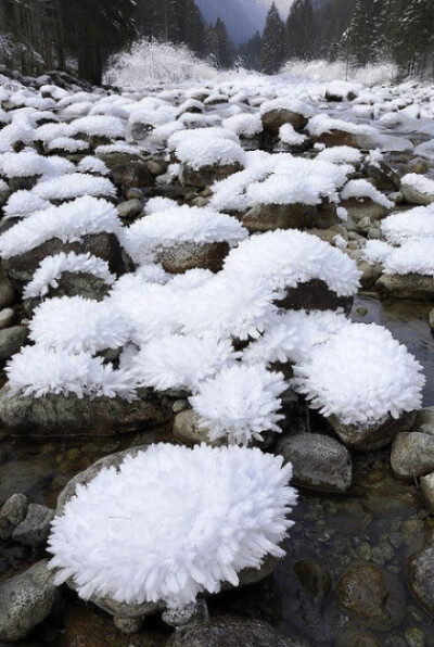 石头上结出的霜花，似鲜花绽放。