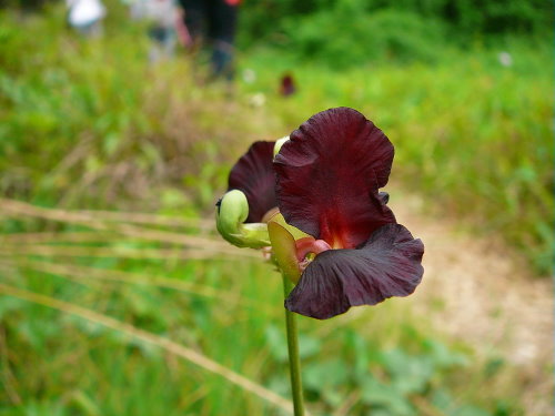 紫花大翼豆