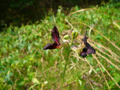 紫花大翼豆 Macroptilium atropurpureum ，豆科 大翼豆属