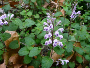韩信草 Scutellaria indica，唇形科 黄芩属