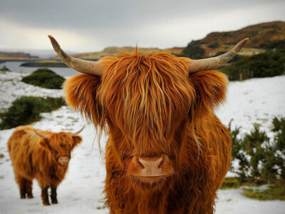 苏格兰高原牛（Highland Cattle），摄影师Patrick Kelley作品..