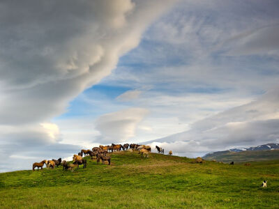 Icelandic horses gathered on top of this hill within their paddock beneath this stunning cloud formation. The combination seemed positively heavenly. This photo was taken at the breeding farm in north…