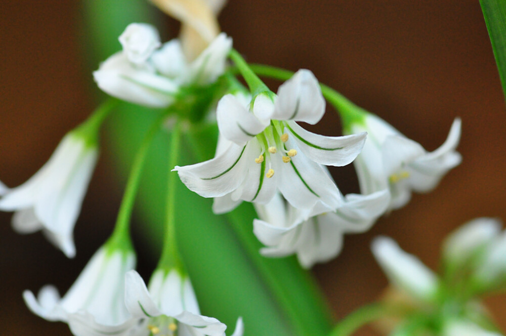 三棱葱 Allium triquetrum~