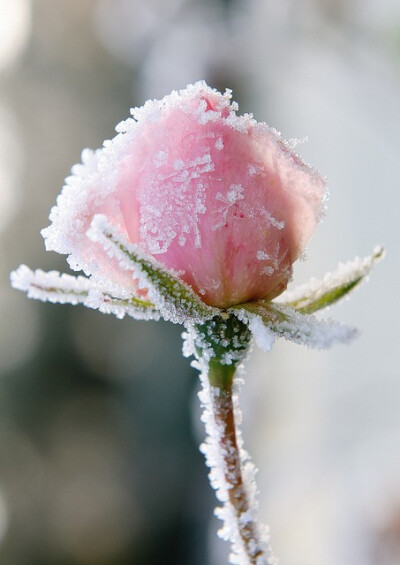 Snowy rose...beautiful!