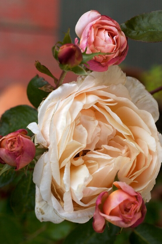 Lovely heirloom roses