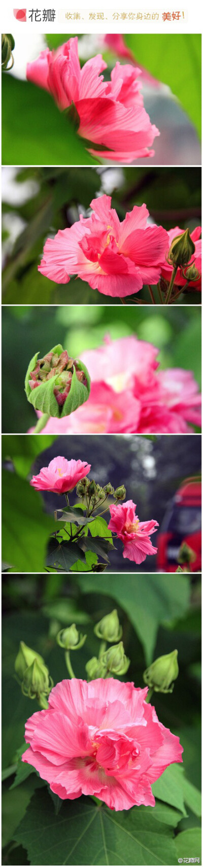 木芙蓉，十月之花，锦葵科木槿属。木芙蓉又名木莲，因花“艳如荷花”而得名，9～11月间次第开放，便可看到她如美人初醉般的花容，与潇洒脱俗的仙姿。木芙蓉花语：纤细之美，纯洁！